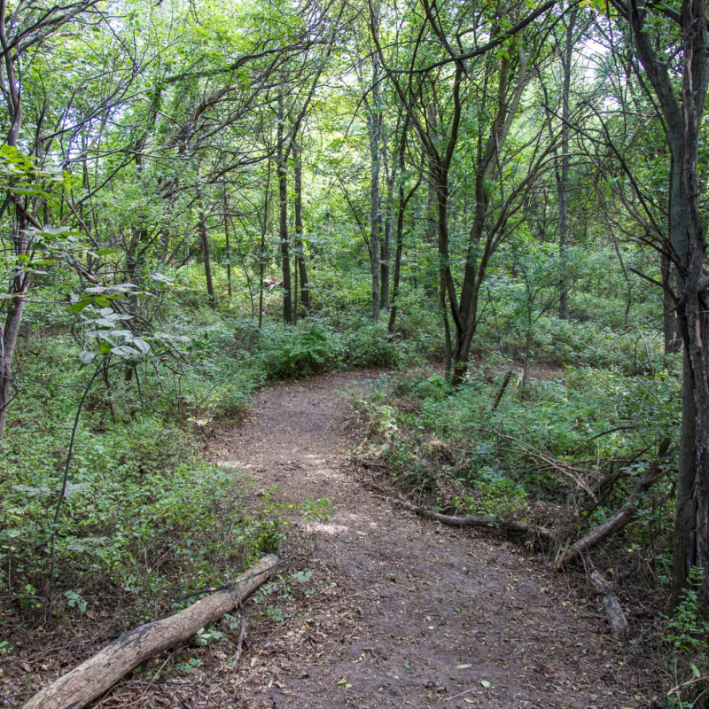 nature trail path