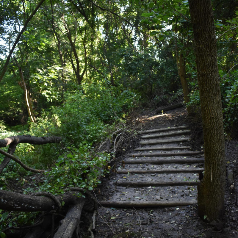 nature trail steps