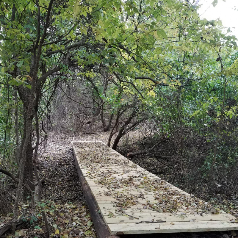 nature trail bridge