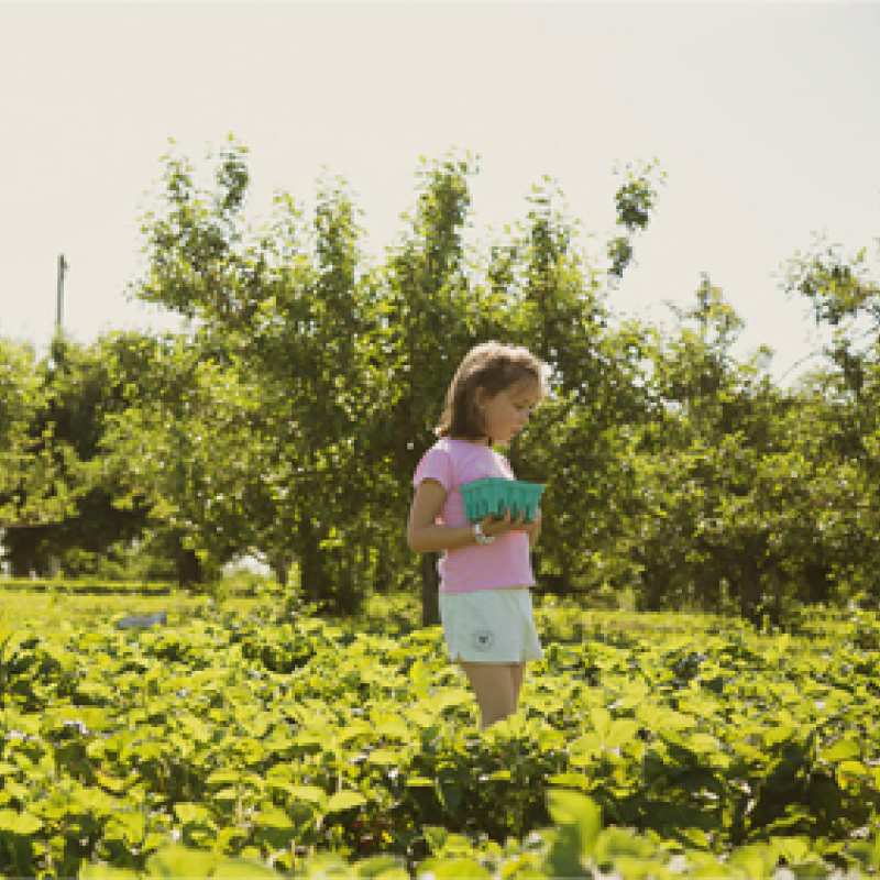 girl picking strawberries