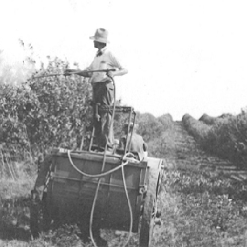 man watering orchard