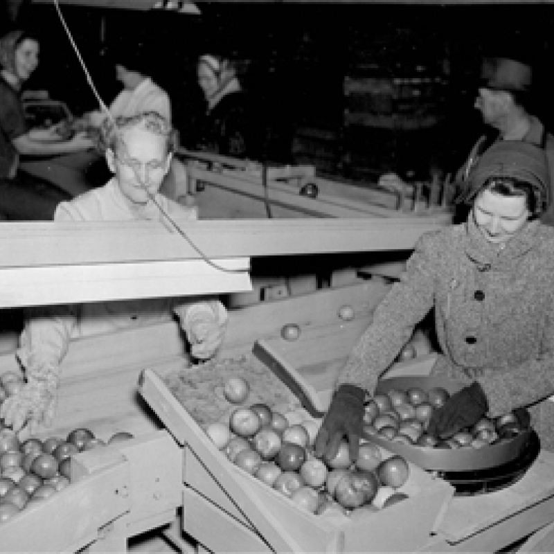 women organizing apples