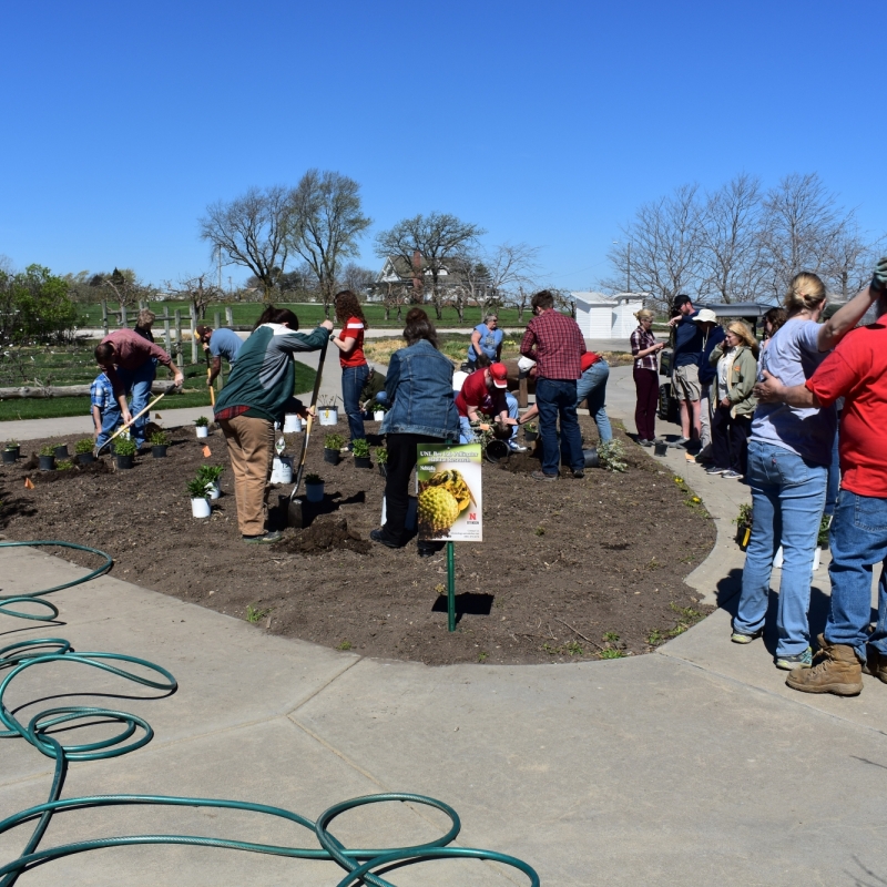 bed planting