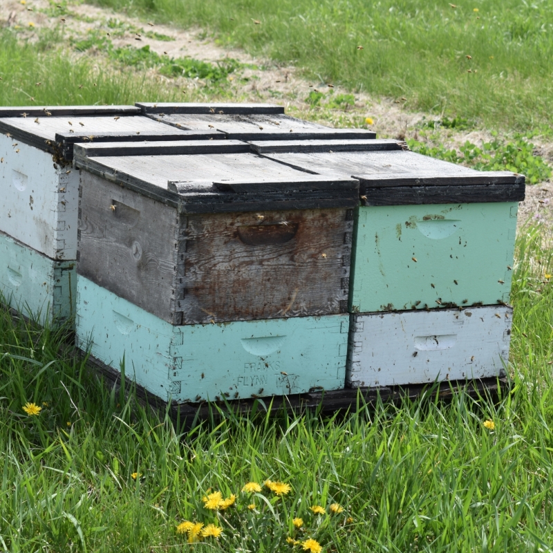 bee box