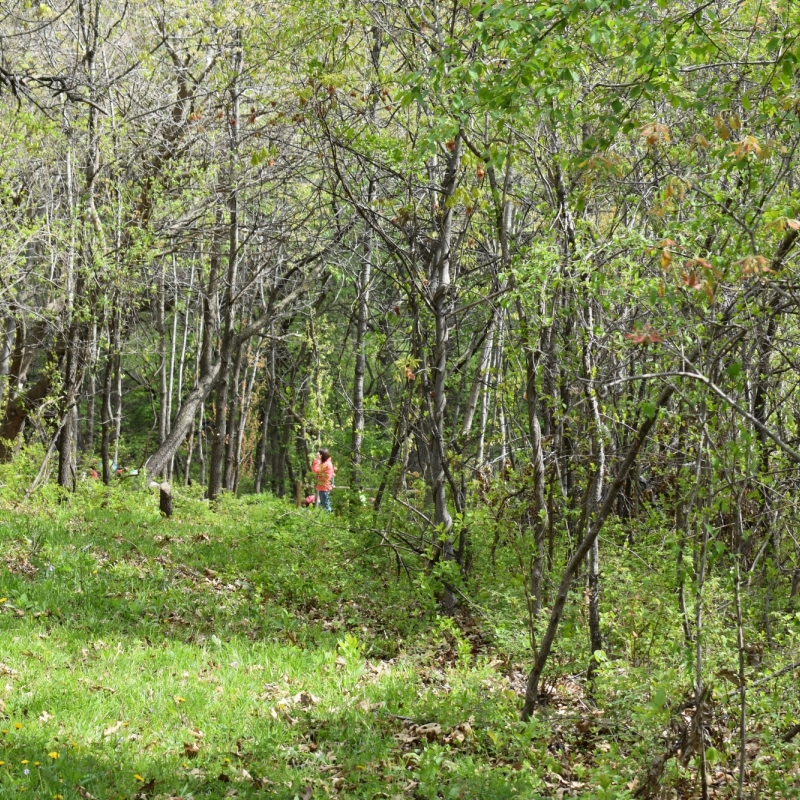 tree path