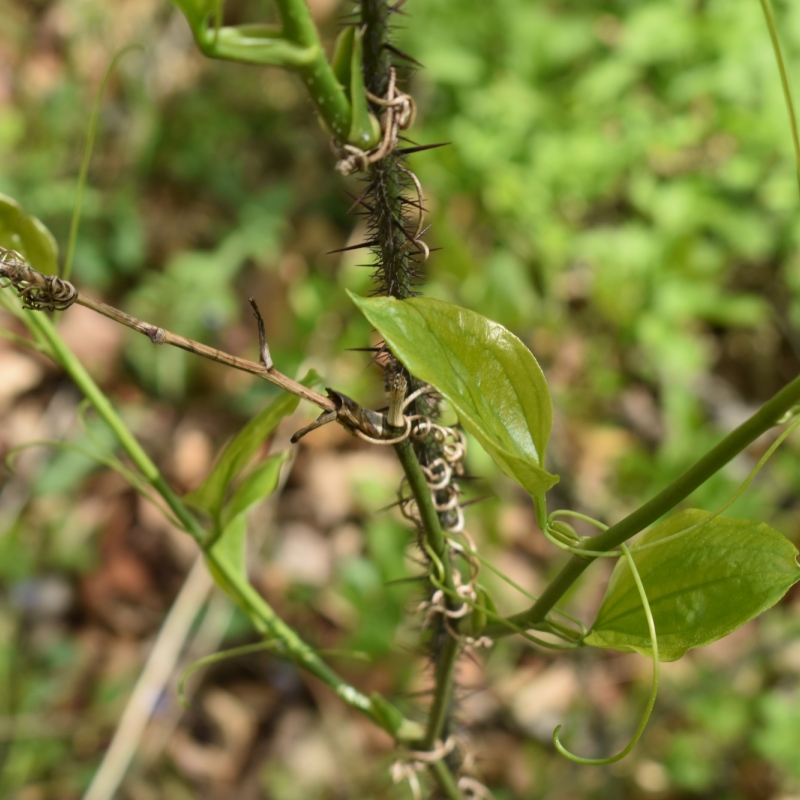 plants