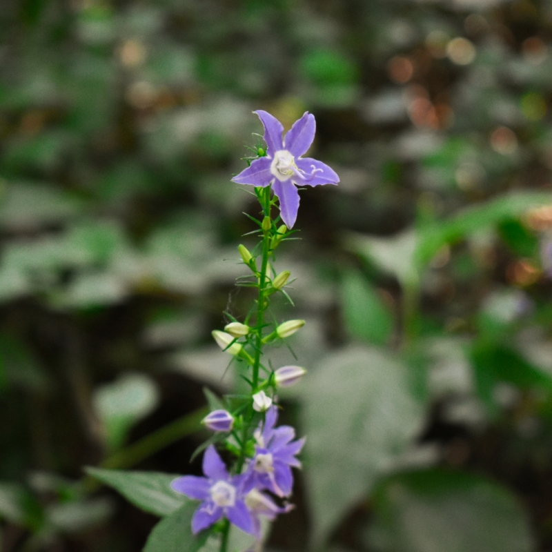 purple flower