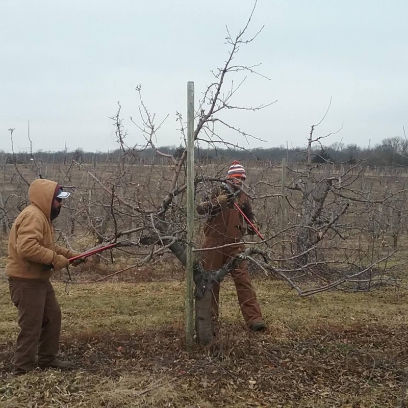 pruning