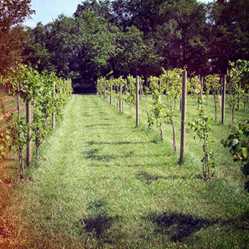 vineyard