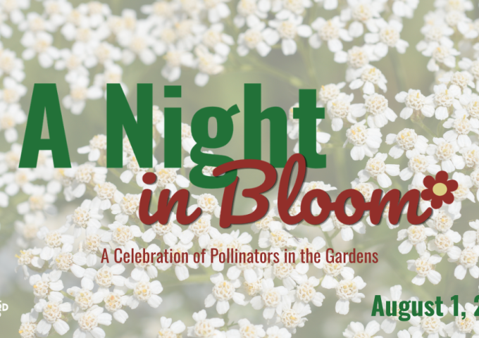 A Night in Bloom